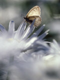 White Butterfly on White Shasta Daisies  Oregon  USA