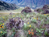 Arrowleaf Balsamroot and Indian Paintbrush  Imnaha River Canyon Rim  Oregon  USA
