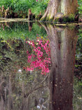 Reflections in Pond  Magnolia Plantation and Gardens  Charleston  South Carolina  USA