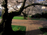 Cherry Blossoms in the University of Washington Quad  Seattle  Washington  USA