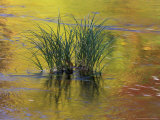 Tuft of Grass in Deerfield River  Green Mountain National Forest  Vermont  USA