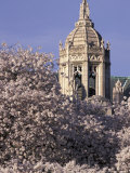 Blooming Cherry Trees  Seattle  Washington  USA