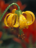 Columbia Tiger Lily  Stampede Pass  Cascade Mountains  Washington  USA