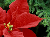 Red Poinsettia  Washington  USA