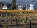 Traditional Farm House with Barn and Watertower  Napa Valley  Oregon  USA