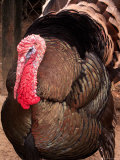 Male Turkey at Magnolia Plantation and Gardens  Charleston  South Carolina  USA