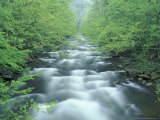 Little River  Tremont Area  Great Smoky Mountains National Park  Tennessee  USA