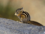 Yellow-Pine Chipmunk Feeding  Mt Rainier National Park  Washington  USA