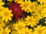Paintbrush and Yellow Daisies  Box Canyon Creek  Cascades  Washington  USA