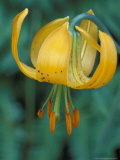 Tiger Lily  Olympic National Park  Washington  USA