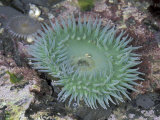 Giant Green Anemone  Olympic National Park  Washington  USA
