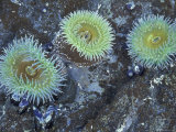 Giant Green Anemones  Snails and Blue Mussels  Rialto Beach  Olympic National Park  Washington  USA