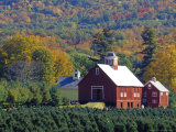 Christmas Tree Farm near Springfield in Autumn  Vermont  USA