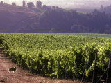 Dog in Knutsen Vineyard  Willamette Valley  Oregon  USA