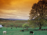 Cattle in Pasture near Clatskanie  Oregon  USA