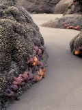 Sea Stars at Low Tide on Second Beach  Washington  USA