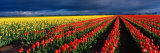 Spring Tulip Rows  Skagit Valley  Washington  USA