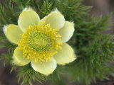 Western Anemone Flowers  Mt Rainier National Park  Washington  USA