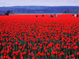 Skagit Valley Tulip Festival in April  Washington  USA