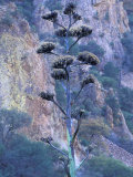 Agave  Century Plant  Big Bend National Park  Texas  USA