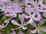 Wild Blue Phlox  Great Smoky Mountains National Park  Tennessee  USA