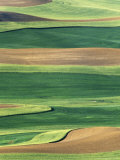 Whitman County  Washington  USA