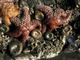 Starfish and Anemones of Olympic National Park  Washington  USA
