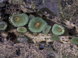 Green Sea Anemones on Rialto Beach  Olympic National Park  Washington  USA
