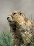 Olympic Marmot Resting  Olympic National Park  Washington  USA