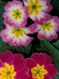Primroses  Washington  USA