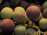 Grape Cluster in Veraison  Seven Hills Vineyard  Umatilla County  Oregon  USA