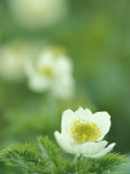 Western Anemone Flowers  Mt Rainier National Park  Washington  USA