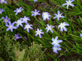 Blue Wildflower  Rochester  New York  USA