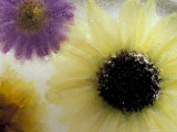 Sunflower and Aster Frozen in Ice  Issaquah  Washington  USA 