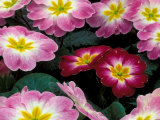 Purple Primrose  Washington  USA