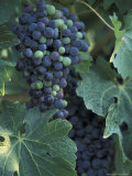 Grape Cluster in Veraison  Seven Hills Vineyard  Umatilla County  Oregon  USA