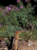 Golden Mantled Ground Squirrel  Mt Rainier National Park  Washington  USA