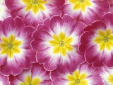 Primrose Pattern  Washington  USA