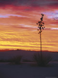 Yucca Plant  White Sands  New Mexico  USA