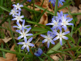 Blue Wildflower  Rochester  New York  USA