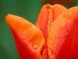 Tulip Detail  Skagit County  Washington  USA
