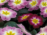 Purple Primrose  Washington  USA