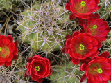 Claret Cup Cactus Flowering on Gooseberry Mesa  Utah  USA
