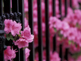 Azalea Blossom  Charleston  South Carolina  USA