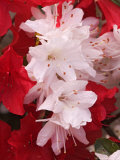 Red and White Azaleas  Townsend  Tennessee  USA