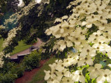 Dogwood Trees Bloom at the Vietnam Memorial in Washington Park  Portland  Oregon  USA