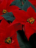 Red Poinsettia  Washington  USA