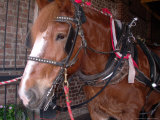 Carriage-Pulling Horse  Charleston  South Carolina  USA