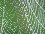 Dewdrops on Spiderweb  Great Smoky Mountains National Park  Tennessee  USA