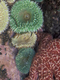 Green Sea Anemones and Sea Star on Rialto Beach  Olympic National Park  Washington  USA